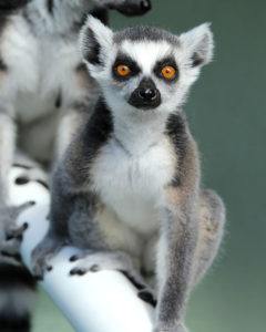 Finch our Ring Tailed Lemur