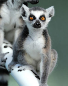 Finch our Ring Tailed Lemur