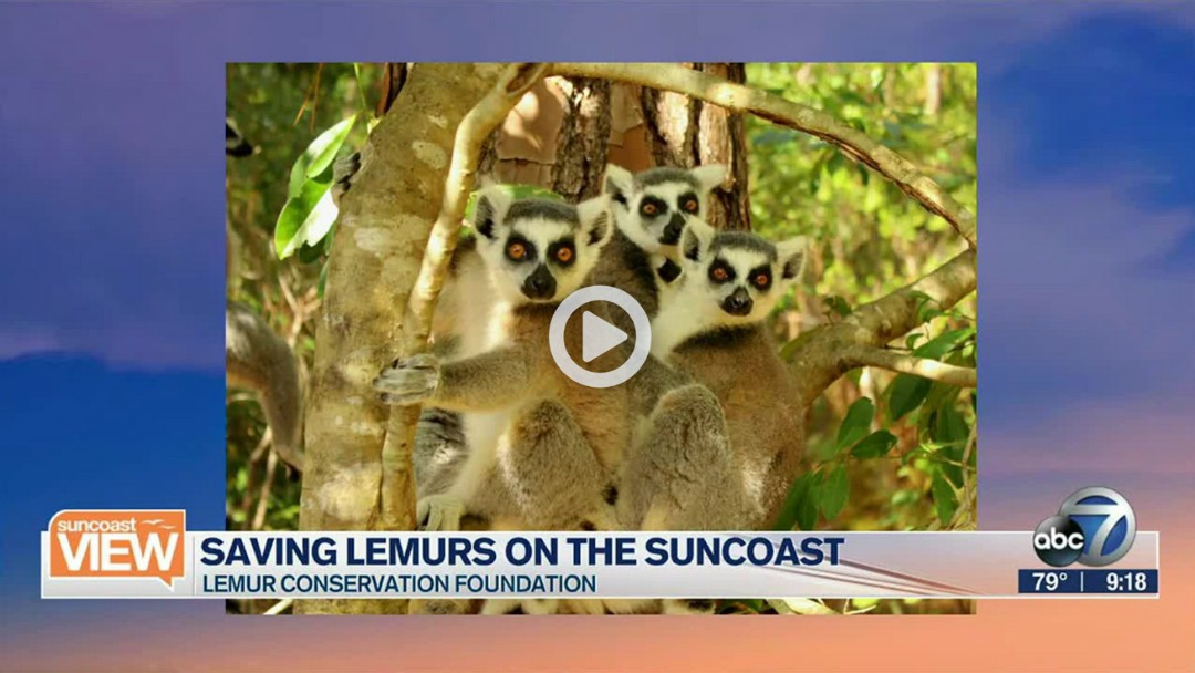 Lemur Conservation Foundation featured suncoast view