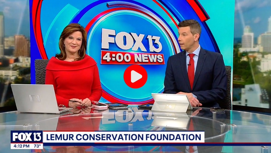 Lemur Conservation Foundation featured by fox news