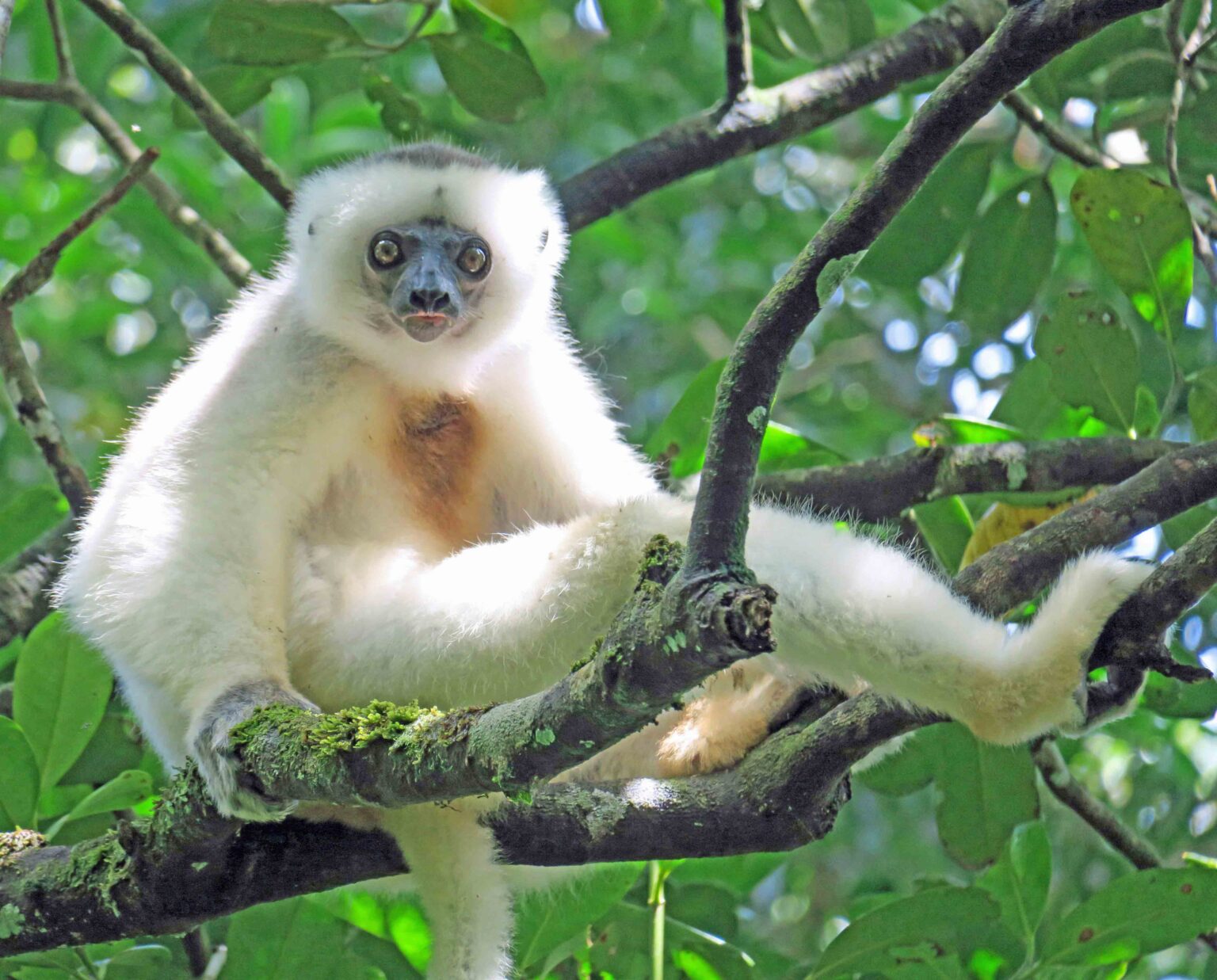 Silky Sifaka Adult Male - The Lemur Conservation Foundation