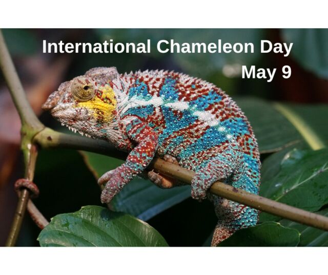 Please support International Chameleon Day, a new annual event which starts today!  There are more than 200 species of chameleons, and almost half of them live in Madagascar. Wildlife Madagascar is launching this animal appreciation day to highlight the remarkable diversity of chameleon species and shed light on the challenges they face in the wild. https://wildlifemadagascar.org/news-and-stories/international-chameleon-day/