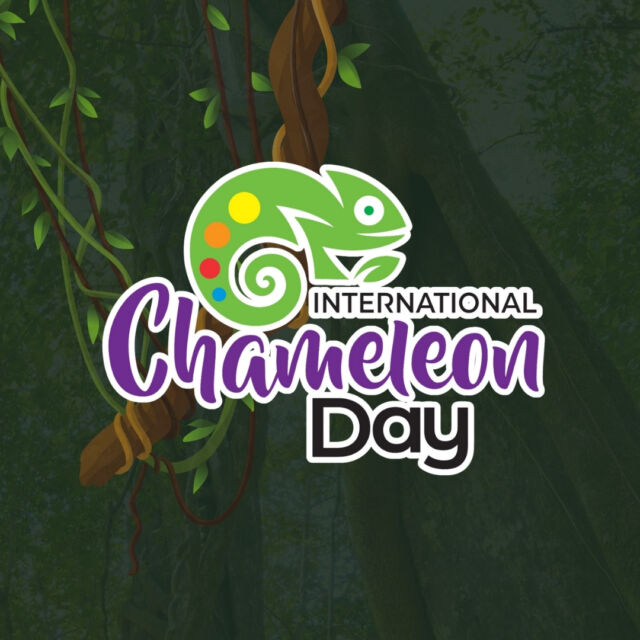 Please support International Chameleon Day, a new annual event beginning in a few days on May 9 2024!  There are more than 200 species of chameleons, and almost half of them live in Madagascar. Wildlife Madagascar is launching this animal appreciation day to highlight the remarkable diversity of chameleon species and shed light on the challenges they face in the wild.  https://wildlifemadagascar.org/news-and-stories/international-chameleon-day/