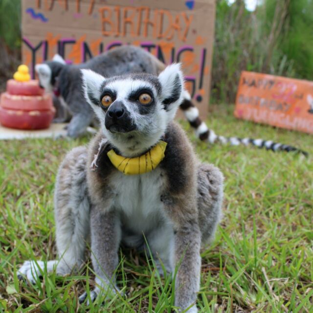 Last week we celebrated a very special father's birthday! Yuengling, the oldest lemur here at LCF, turned 32 on June 12th! He enjoyed a giant ice cake with his partner, Ansell, and daughter, Duffy. The cake was made of electrolyte drink, apples, and topped with strawberries! There's nothing better on a hot Florida day than a good ice treat. Happy 32nd Birthday Yuengling! And Happy Father's Day to every Father, both human and animal alike! Yuengling has fathered 10 children, who have, so far, gone on to have 45 grandchildren, 14 great grandchildren, and 1 great great grandchild! Way to go Yuengling!! We couldn't be prouder ♥ #yuengling #lemur #lemurcatta #ringtailedlemur #birthday #thirtytwo #LCF #conservation