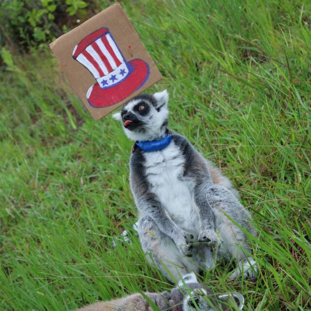 Happy 4th of July from all of us here at LCF! We hope your holiday is safe, happy, and filled with delicious snacks! 

P.s. Tsam is an Aunt and not an Uncle, but we couldn't help but have fun with word play for this one!
#independenceday #lemurs #LCF #holiday #snacktime