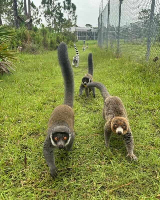 When the dinner bell rings, the lemur parade begins! Here, some of our semi-free ranging lemurs are following intern Kate to their holding area for dinner. They get fed in the same place for every meal so that, in the event of an emergency, they are easily shifted into the space they get fed to be better protected. This is done for maintenance work on the forests, severe storms, or other extreme weather. They also have access to air conditioning, if they want, all day and night! #lemurs #lemurparade #forest #freeranging #LCF #dinnertime