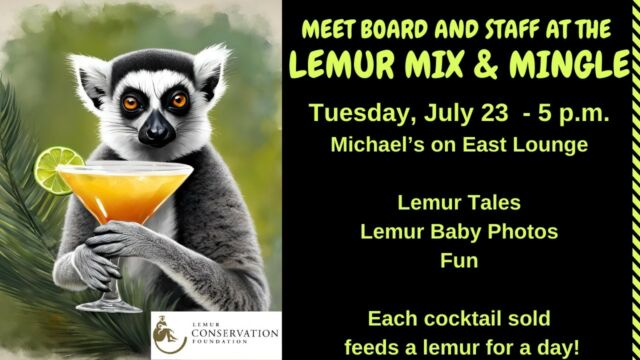 TONIGHT! Join Lemur Conservation Foundation board and staff, along with fellow conservationists, beginning at 5 p.m. in the lounge at Michael's On East in Sarasota. There is no cover charge - and LCF will receive proceeds from all drinks and takeout orders. Hear about the babies born on the reserve this season, as well as other news about lemurs and LCF. Or just enjoy good company with fellow lemur lovers! Each drink sold will feed a lemur for a day! Hope to see you there!
