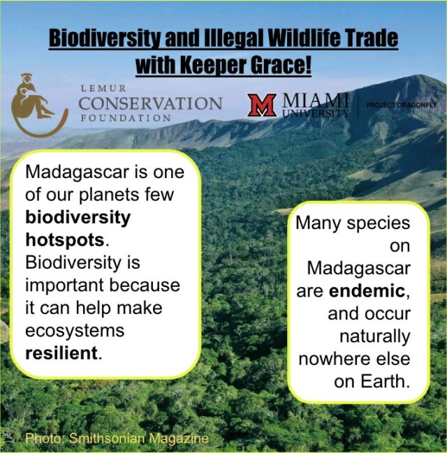 This weekend, our very own keeper Grace will be sharing a few posts for her most recent project through the graduate program, Project Dragonfly! This project aims to address the gap in communication regarding the illegal pet trade, lemurs, and biodiversity. This first post focuses on how biodiversity is affected by the illegal pet trade on Madagascar.