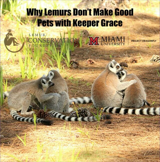 Keeper Grace is back with another post! This post explains why lemurs (and other primates) do NOT make good pets, which is a very important message we share at LCF. Click on the link to access the story map with more global information about the effects of the illegal pet trade! Link in Bio