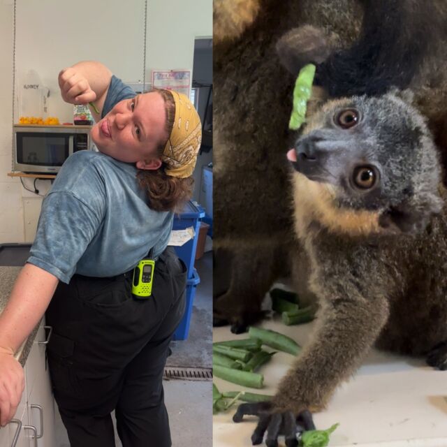 Happy National Zookeeper Week! Today we are celebrating Intern Julie! Julie is a 3-month intern and is the newest addition to the team. She started her internship in June and has been quick to learn the ins and outs of caring for the lemur colony. Julie came to us all the way from California! We appreciate you making the big trip to Florida to be apart of our team Julie! Here Julie is imitating Baby Chandler, the Collared Lemur eating a delicious green bean. We're excited to see how you progress through your internship Julie! #NZKW #LCF #ZookeeperWeek #KeeperAppreciation #InternJulie