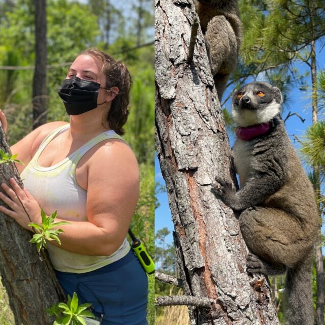 Happy National Zookeeper Week! Today we continue our Animal Care Staff celebration with Keeper Grace! Grace has been with LCF for just over a year and a half. She began as a 7-month intern and was soon hired on as a Keeper. Grace is a great support for the team, always works hard, and is great at reading the lemurs-whether it's body language or slight changes in behavior! Pictured above, Grace is imitating Xiomara, the Mongoose Lemur, surveying the forest, potentially thinking about what tree to jump to next. Great job Grace! Keep up the great work and thanks for being a part of the team! #NZKW #LCF #ZookeeperWeek #KeeperAppreciation #KeeperGrace