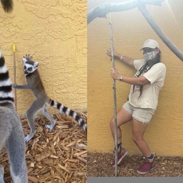 Happy National Zookeeper Week! Today we are celebrating Keeper Rachel! Rachel joined the team in May, coming from Central Florida Zoo. She brings a lot of great prior experience to the team, has a positive attitude, and has picked up the routine incredibly well! Here, Rachel is imitating Baby Orchard being enriched with a target stick! Great job Rachel! Thanks for all you do and for being apart of the team! #NZKW #LCF #ZookeeperWeek #KeeperAppreciation #KeeperRachel