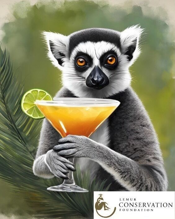 TONIGHT is your last chance to have a drink and feed a lemur! From 5 pm to close at Michael's on East, 1212 S. East Ave., Sarasota, 10% of all lounge drink and takeout proceeds benefit the Lemur Conservation Foundation! Every drink sold feeds a lemur for a day! LCF has been Michael's featured charity every Tuesday in July - that ends tonight!