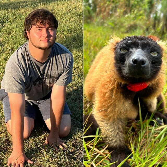 Happy National Zookeeper Week!! We have an honorary mention for Intern Collin!! Collin just finished up his 7-month Internship here at LCF and we couldn't NOT have him celebrated this week! When asked about himself and his time at LCF, Collin said: "I just finished up my 7-month internship at LCF and I had a blast! I love primates and these pleasant prosimians stole my heart. I graduated from Texas Christian University a year ago with a degree in Psychology. After my internship, I am starting a master’s program to learn more about behavior. My favorite lemurs are Tsikey, a red-ruffed lemur, and Voltaire, a collared brown lemur. However, I chose Rivotra as my muse because I aspire to stay as carefree as him. Outside of husbandry, I enjoy art, music, and nature! I hope any incoming interns have as wonderful of an experience as I have!" Thanks for all you have done for us during your time here at LCF Collin! We miss you already!  #NZKW #LCF #KeeperAppreciation #InternCollin