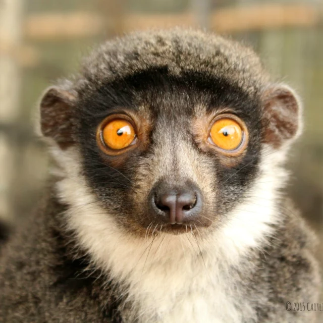 Today we are looking at Leena  Mongoose Lemur for our #FeatureFriday. Leena is 12 years old and came to LCF in October of 2014 from Busch Gardens Tampa. Since then, she has given birth to 7 offspring and has 5 grandchildren! These days, she spends her time grooming her daughter Fernanda and snuggling up to her partner Merced. #mongooselemur #eulemurmongoz #Leena #conservation #LCF