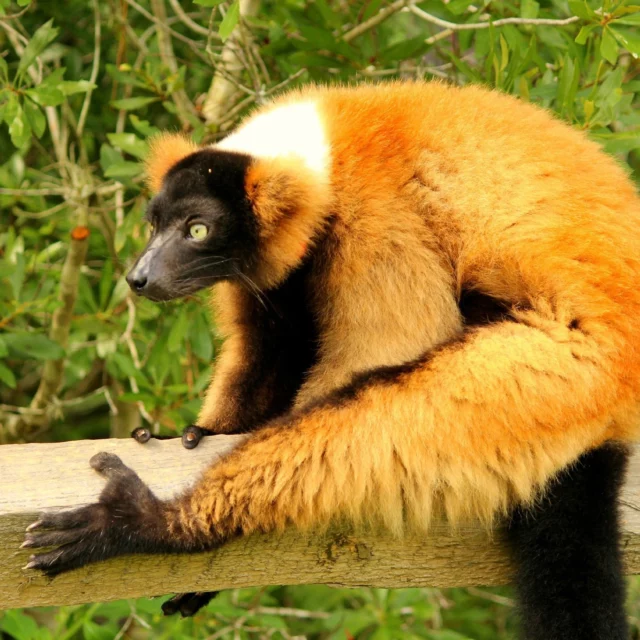 It's #worldprimateday! The lemurs here at LCF are among the over 500 species that belong to the order Primate. They are one of the most primitive forms of primates, and are among the group known as Prosimians! So, no, they are NOT monkeys. They are Prosimians!

There are a few significant factors that make Prosimians different than other primates. First, their primary sense is smell, as opposed to sight in other primates. They have a specialized claw on the 2nd toe of their feet known as a "grooming claw." Another specialization is their lower incisors are fused together to form what is known as a toothcomb to assist with grooming. They also have 2 tongues! A normal tongue and a sublingual tongue to clean out their toothcomb. These specializations all assist with some of the most important things for Prosimian socialization-grooming and scent marking. If you want to know more about Prosimians, visit our website! #primates #prosimians #vareciarubra #eulemurcollaris #lemurcatta #eulemurmongoz #eulemurfulvus