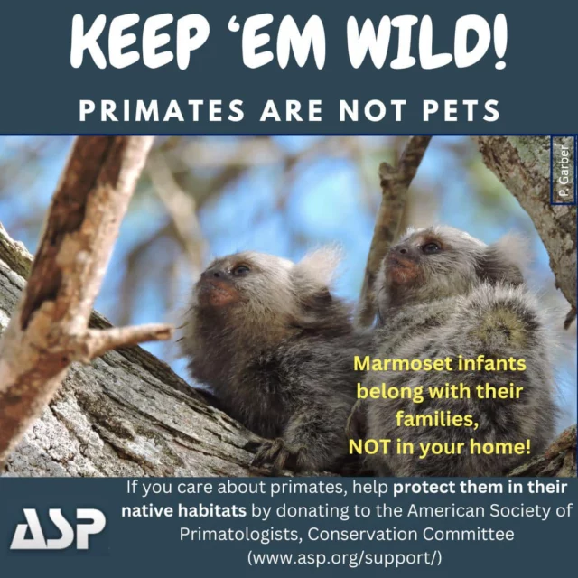 Announcement! New campaign from American Society of Primatology Conservation Committee.

KEEP ‘EM WILD! Primates are not Pets! Marmoset and Lemur infants belong with their families, NOT in your home!

Numerous scientific organizations oppose pet primates.

Learn more about what scientists say about pet primates : link in bio
#NotPets #KeepEmWild #Primates #ASP #LCF