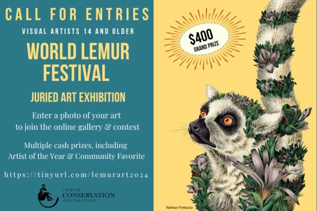 Calling All Lemur Lovers! The Lemur Conservation Foundation seeks visual artists for the 2024 World Lemur Festival Juried Art Exhibition. There is no entry fee - artists need only submit an image of their art. The Grand Prize winner will receive $400 and be LCF's Artist of the Year. Other cash awards include Community Favorite for the entrant with the most public votes. Artists worldwide are eligible. The deadline to enter is Saturday, Oct. 12. All qualifying artists' work will be showcased online during the Lemur Conservation Foundation’s 2024 World Lemur Festival, Oct. 21-25. Entry forms and more information link in bio. #WLF #WorldLemurFestival #ArtExhibition