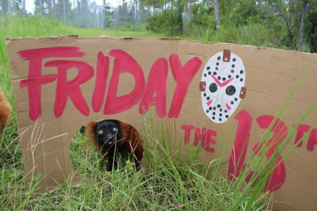 We wanted to treat the lemurs to some spooky fun, so keeper Mackenzie created this awesome Friday the 13th enrichment! Some of the lemurs seemed to really enjoy it 👀 #Fridaythe13th #spooky #lemurs #LCF