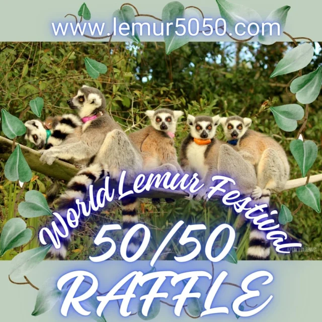 Lemurs are Running Out of Chances - Take This Chance to Save Them!  www.lemur5050.com

More than 100 species of lemur face extinction - increase their odds of survival and you may be a winner, too! Grand prize is HALF of ALL the money raised; plus more prizes! The rest of the money will care for the lemurs on the Lemur Conservation Foundation’s reserve and support lemur and rainforest conservation programs.  www.lemur5050.com #lemur #lcf #endangeredspecies #lemurs #Madagascar #raffle