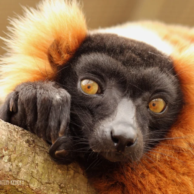 Today's #FeatureFriday is none other than Tsikey, the Red Ruffed Lemur! Tsikey is 24 years old, making him the oldest Red Ruffed Lemur on site! Tsikey has sired 8 offspring in his 22 years here at LCF, including Rivotra, who he lives with today. He also lives with a breeding female, Ravina, and his granddaughter, Tsambiky. Tsikey has a habit of stealing the hearts of his caretakers and these pictures make it easy to see why! It's a great day to celebrate Tsikey!!