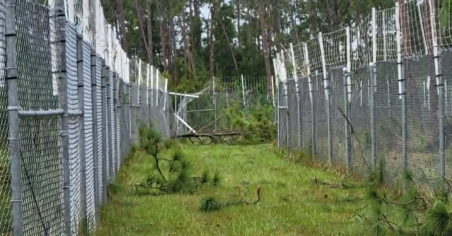 We are all safe here at LCF! All the lemurs are doing well and Staff made it through without incident. Here are some photos of the damage to fence lines and a lemur building. No worries as all lemurs are safely away from the damaged areas. We are also without power. Grateful for generators and no harm to our lemurs or staff! We appreciate your thoughts and well wishes. We will keep you updated on the recovery of LCF!