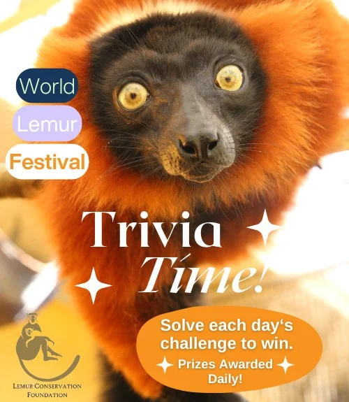 Are you a lemur aficionado? Enter the World Lemur Festival's daily trivia contest and you could win a prize! New questions - and new prizes - daily through Friday. 
Today's challenge: Which lemur species has the largest home range? 
Enter now at: www.lemurreserve.org/world-lemur-festival
 #lemur  #worldlemurfestival2024 #worldlemurfestival  #trivia