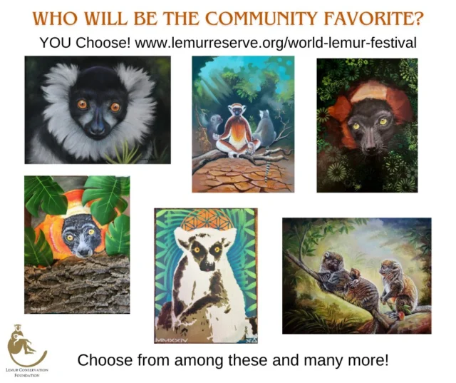 Today is your last chance to choose your favorites in the 7th Annual World Lemur Festival’s art contest! Visit the online gallery and select the art you like best by clicking the Thumbs Up Button. The creation with the most votes will be named the Community Favorite and win $100! Voting will close TODAY at 5 pm EST. Vote – and encourage your friends and family to vote, too!
http://www.lemurreserve.org/world-lemur-festival-art-gallery-2024