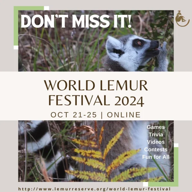 Get ready to celebrate all things lemur! The Lemur Conservation Foundation’s 7th Annual World Lemur Festival is set for Monday, Oct. 21 to Friday, Oct. 25 – and it’s all online! Featuring daily lemur-themed trivia contests, games, videos, an international art contest, a raffle for cash and prizes, and more! 
Enter the raffle NOW at www.lemur5050.com 
For a sneak peek at the upcoming festival, visit www.lemurreserve.org/world-lemur-festival-coming-soon