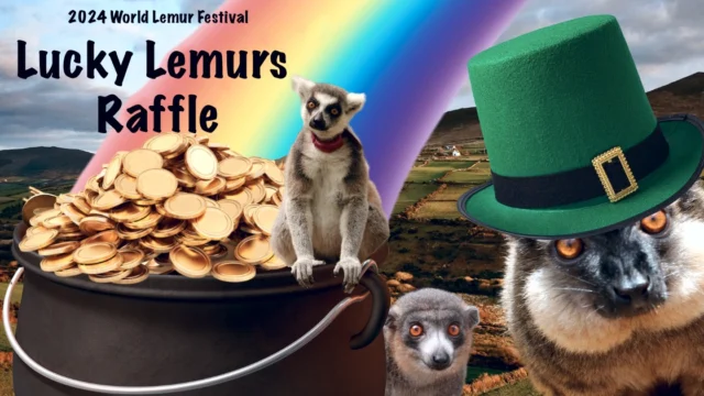 There's still time to enter the Lucky Lemurs 50/50 raffle! You could win half the cash raised, a painting created by LCF lemurs, a hand-painted Madagascar ballcap, or an autobiography signed by author and LCF  founder, Penelope Bodry-Sanders. Proceeds benefit LCF's lemurs! www.lemur5050.com
 #lemurs #worldlemurfestival #raffle