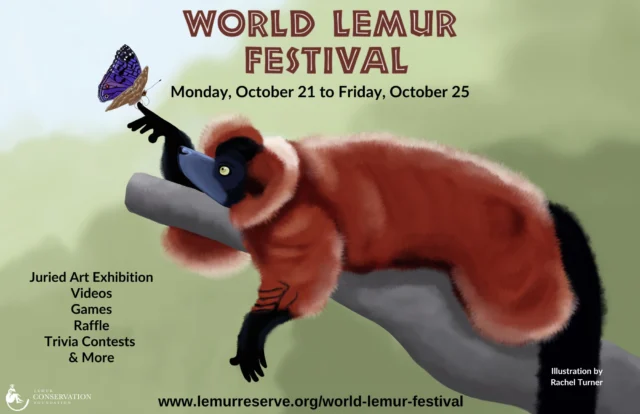 The World Lemur Festival is ON! Join us for a week of lemur-themed fun, including daily trivia contests with prizes, an international art contest, games, a raffle with cash and prizes, videos, and more! The FREE activities change daily today through Friday! 
www.lemurreserve.org/world-lemur-festival

 #lemurs #Lemurs  #worldlemurfestival  #worldlemurfestival2024