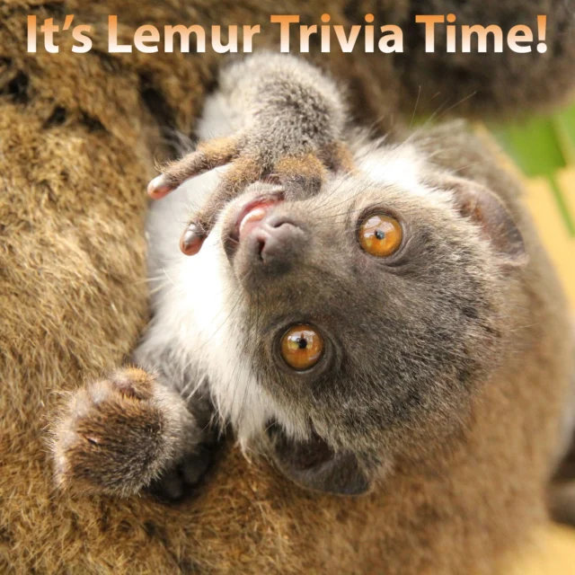 The World Lemur Festival's daily trivia contest is hot! Test your lemur knowledge and you could be a winner! Go to the featured activities page, scroll down to the day's events and enter!
https://www.lemurreserve.org/featured-activities/ 

Today's question: One of the major influencers in the founding of the Lemur Conservation Foundation had a lemur species named in their honor. Who is this renowned expert, and which species bears their name? Good luck!