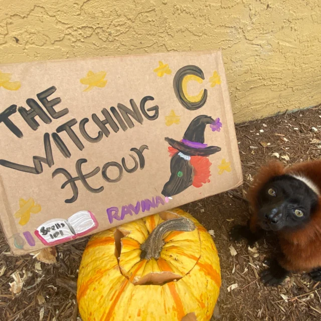 Happy Halloween from all of us here at LCF! We hope you have a fun, safe, spooky day! 🕷🎃🕸🧙‍♀️🧛‍♂️🧝 #lemur #LCF #Halloween #celebrate