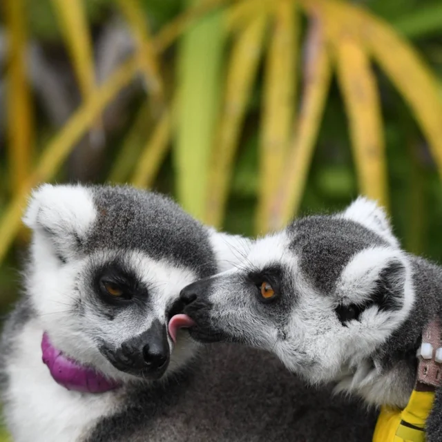 Today's #FlashbackFriday is all about Yuengling, the ring-tailed lemur! If you've been a follower of LCF for awhile you know Yuengling, as he is the eldest lemur we have on site (at 32) and has been here since 2003! Yuengling is one of the most easily identifiable lemurs here and also easily earns the love of every member of animal care staff and interns alike! We hope you enjoy these pictures of Yuengling over the years. #Yuengling #Lemurcatta #LCF #conservation #oldmanyuengling