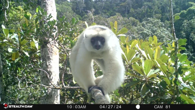 We recently completed our 11-month arboreal camera-trapping study in Anjanaharibe-Sud Special Reserve rainforest, which was led by Patrick Ross collaborating with the Lemur Conservation Foundation, Wildlife Madagascar, and several professors in the USA. A total of 74 motion activated cameras were installed 12m high on tree trunks, and on the ground. We have only begun to analyze the thousands of images, but are very excited by the many lemurs, birds, and carnivores observed, including Critically Endangered silky sifakas and indri.
https://www.facebook.com/WildlifeMadagascar
https://www.facebook.com/patrick.ross.779