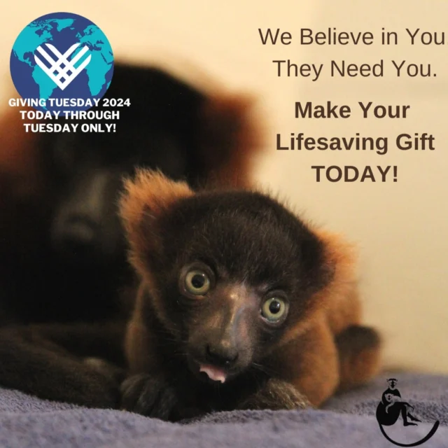 Lemurs are too precious to lose! 
Your GivingTuesday gift will make a real difference in endangered lemurs' survival!
Don't wait until Tuesday - give today! https://lemurconservationfoundation-bloom.kindful.com/?campaign=1340928&blm_aid=39860