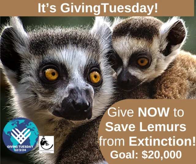 TODAY is the day to save lemurs from extinction! It's GivingTuesday, and YOU are needed more than ever! The Lemur Conservation Foundation has just ONE day to meet its $20,000 goal for lemurs! Your gift today will care for endangered species on LCF's 130-acre lemur reserve and make a real difference in lemur survival. Please make your lifesaving gift now; the clock is ticking for GivingTuesday and for lemurs! https://lemurconservationfoundation-bloom.kindful.com/?campaign=1340928