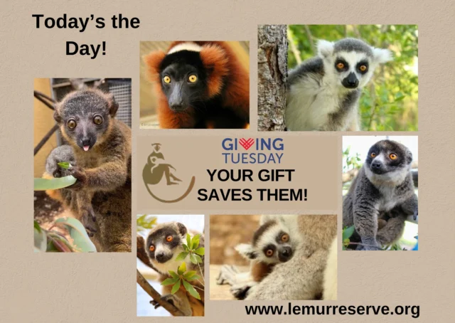 JUST 10 HOURS LEFT! It's GivingTuesday, and YOU are needed more than ever! The Lemur Conservation Foundation has only until midnight to meet its $20,000 goal for lemurs! The clock is ticking for GivingTuesday - and for lemur survival! https://lemurconservationfoundation-bloom.kindful.com/?campaign=1340928