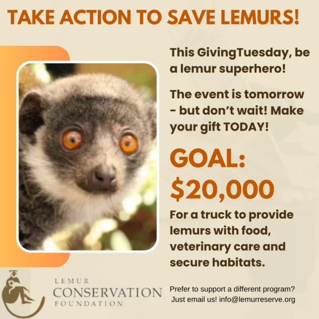 Like a superhero, YOU have the power to defeat an evil foe - extinction. More than 100 species of lemur may cease to exist, some within a generation. You support will knock out the challenges that stand between lemurs and their secure future. 

GivingTuesday is tomorrow - but don't wait! Make your lifesaving gift today!
https://lemurconservationfoundation-bloom.kindful.com/?campaign=1340928&blm_aid=39860