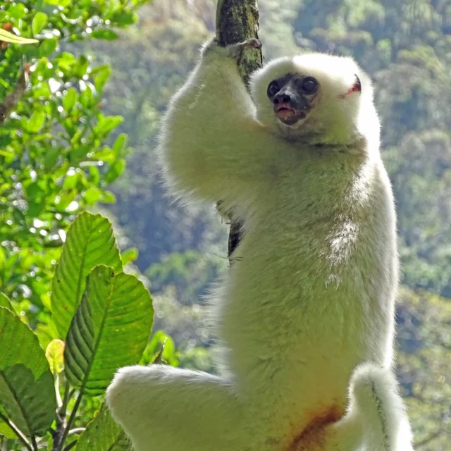 Each year, LCF visits several silky sifaka sites in Marojejy, Anjanaharibe-Sud, and Makira, as part of our long-term monitoring program for this rare, flagship species.  We have established individual recognition for all individuals in these groups, and monitor changing group composition and local threats.  Our team just returned from Marojejy Camp 2 where the group now contains 1 Adult Male named LFV, 1 adult female VSC, 1 subadult male LMT, and 1 juvenile female HMT.  A subadult male MBV, is no longer part of the group and presumably dispersed.  Sadly, the infant born in this group in July, died in August after the mother and infant fell to the ground from the canopy after a dead tree broke. The mother landed on the infant, gravely injuring the infant, who died a short time after.