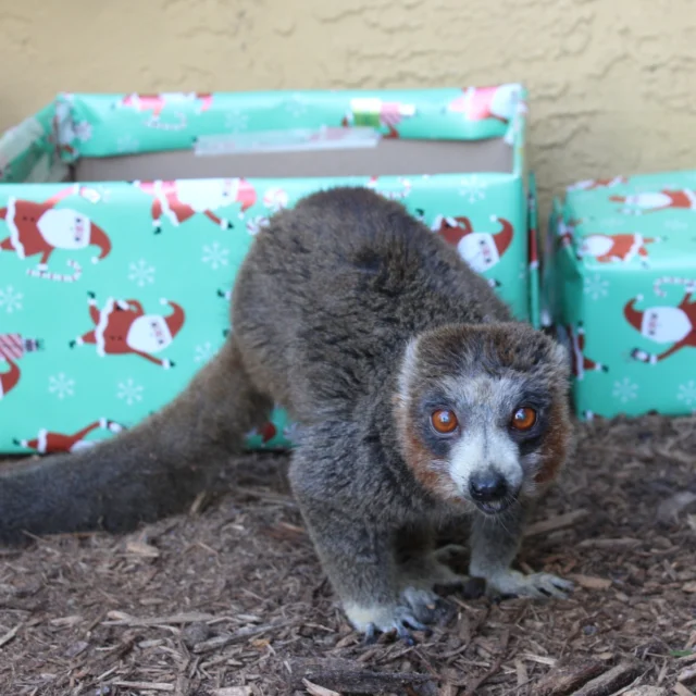 Merry Christmas from all of us here at LCF! #MerryChristmas #HappyHolidays #wrappingpaper #presents #lemurs #snacks